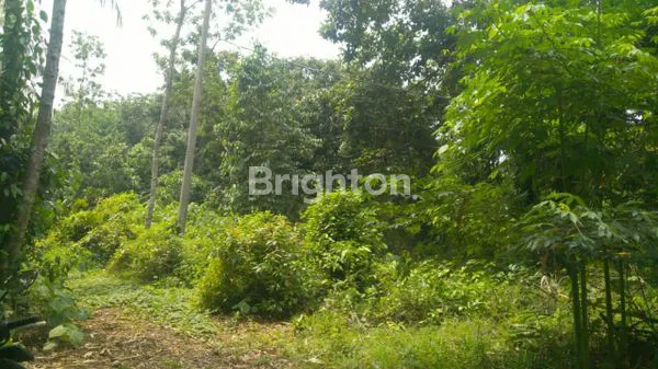 image TANAH MURAH DI TIGA RAKSA TANGERANG (5)