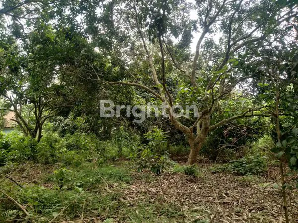 image TANAH MURAH DI TIGA RAKSA TANGERANG (6)