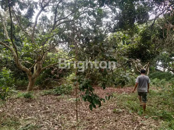 image TANAH MURAH DI TIGA RAKSA TANGERANG (2)