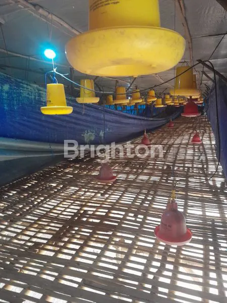 image LAHAN PETERNAKAN AYAM POTONG KP. CIBARENGKOK TANJUNGSARI BOGOR (4)