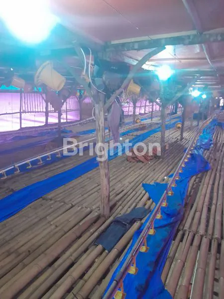 image LAHAN PETERNAKAN AYAM POTONG KP. CIBARENGKOK TANJUNGSARI BOGOR (6)