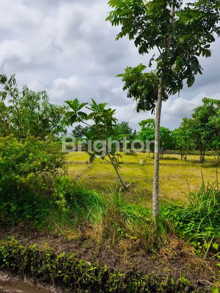 image TANAH KAVLING PREMIUM MODEL CLUSTER EKSKLUSIF DEKAT PINGGIR PANTAI TABANAN (7)