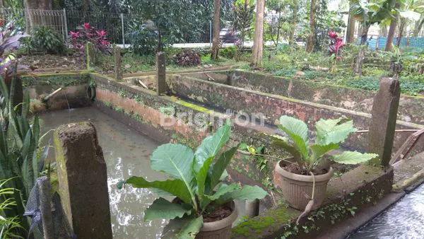 image TANAH PRODUKTIF DI CIJERUK KAB BOGOR (7)