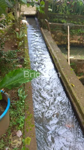 image TANAH PRODUKTIF DI CIJERUK KAB BOGOR (2)