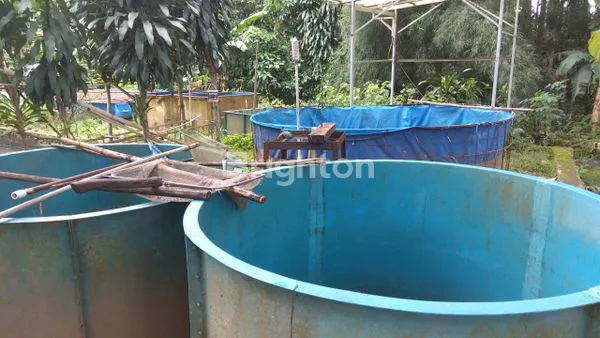 image TANAH PRODUKTIF DI CIJERUK KAB BOGOR (4)