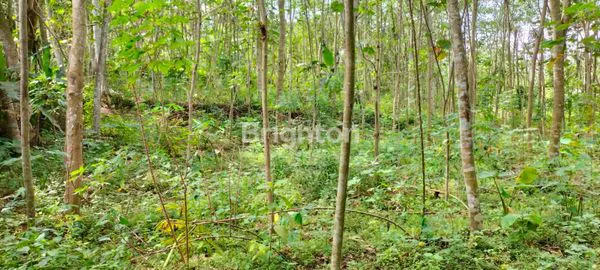 image TANAH AREA TAJINAN COCOK UNTUK INVESTASI  (2)