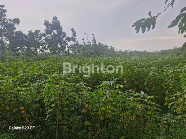 image TANAH LUAS 1,2 HEKTAR LOKASINYA STRATEGIS (2)