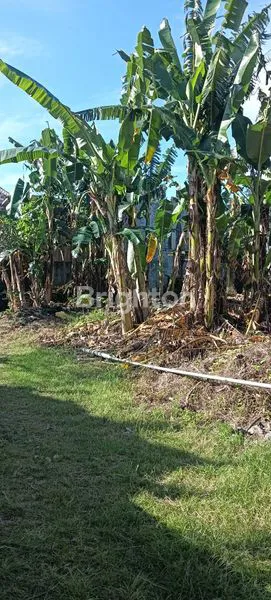 image TANAH SLOT KECIL LANGKA JARANG ADA DI SEMINYAK (2)