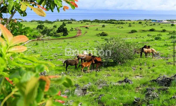 image LAHAN PANTAI CANTIK HAMBPRAING BEACH  (5)