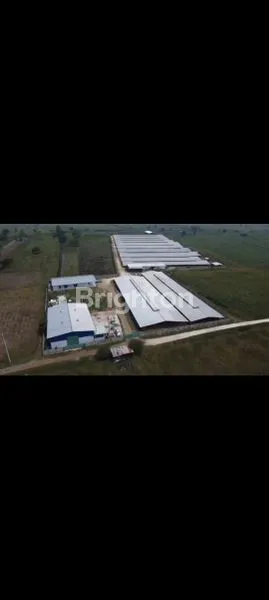 image LAHAN PETERNAKAN BEBEK AKTIF (1)