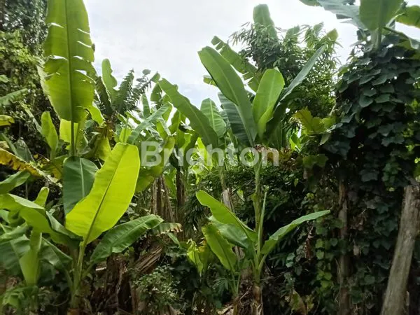 image TANAH DI DAERAH KUALANAMU BELAKANG HOTEL D' PRIME  (3)