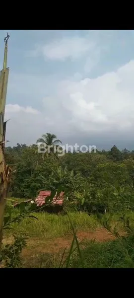 image  KEBUN COCOK BUAT VIILLA BATU PUTU BANDAR LAMPUNG  (5)