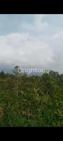 image  KEBUN COCOK BUAT VIILLA BATU PUTU BANDAR LAMPUNG  (6)