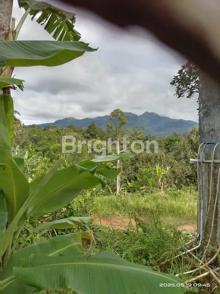 image  KEBUN COCOK BUAT VIILLA BATU PUTU BANDAR LAMPUNG  (2)