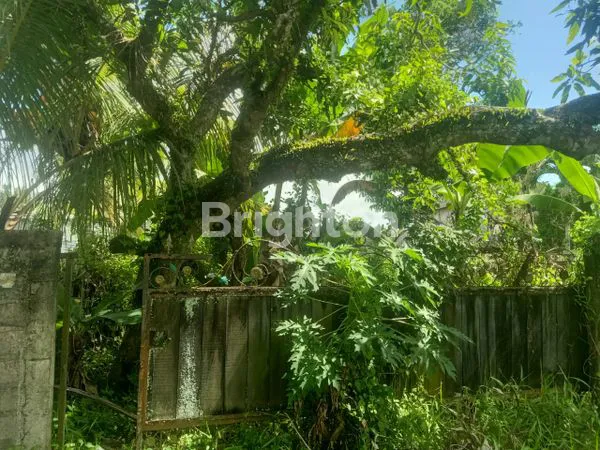 TANAH LANGKA DI PEJENG KELOD – GIANYAR, BALI