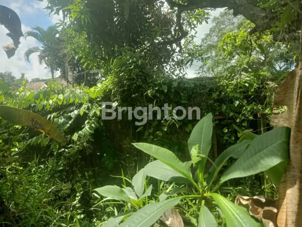 image TANAH LANGKA DI PEJENG KELOD – GIANYAR, BALI (5)