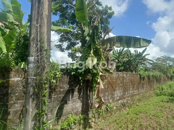 image TANAH LANGKA DI PEJENG KELOD – GIANYAR, BALI (2)