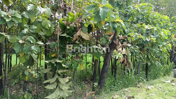 image DIJUAL TANAH, LOKASI STRATEGIS, PINGGIR JALAN PROPINSI CARUBAN NGAWI (2)