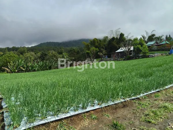 image TANAH KINTAMANI (5)