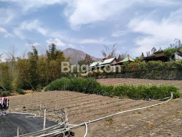 image TANAH KINTAMANI (1)