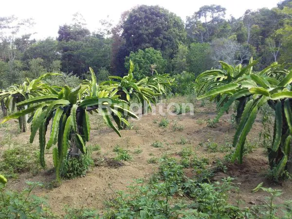 image TANAH KINTAMANI VIEW 180° (BUKIT PAYANG)  (8)