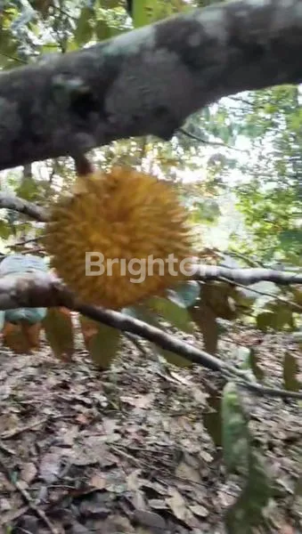 image TANAH KAVLING DEKAT KAMPUS ITK ( INSTITUT TEKNOLOGI KALIMANTAN) (2)