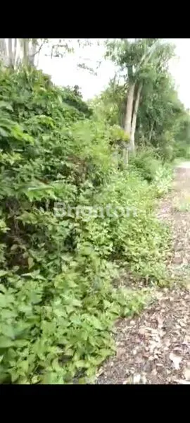 image TANAH KEBUN SABANG (4)