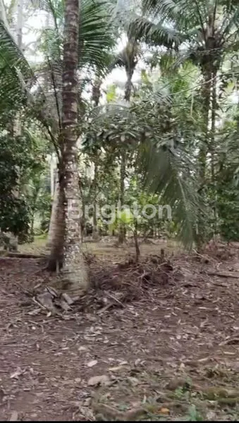 TANAH DATAR DI GADUNGAN TABANAN