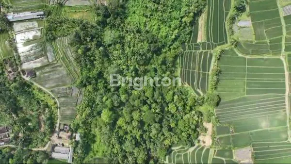 image TANAH UNTUK INVESTASI ATAU BANGUN PERUMAHAN ATAU KOMPLEK VILLA,GUEST HOUSE TURIS PENCINTA BURUNG (4)