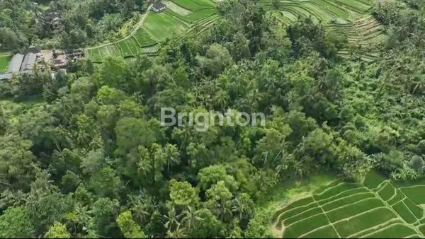 image TANAH UNTUK INVESTASI ATAU BANGUN PERUMAHAN ATAU KOMPLEK VILLA,GUEST HOUSE TURIS PENCINTA BURUNG (3)
