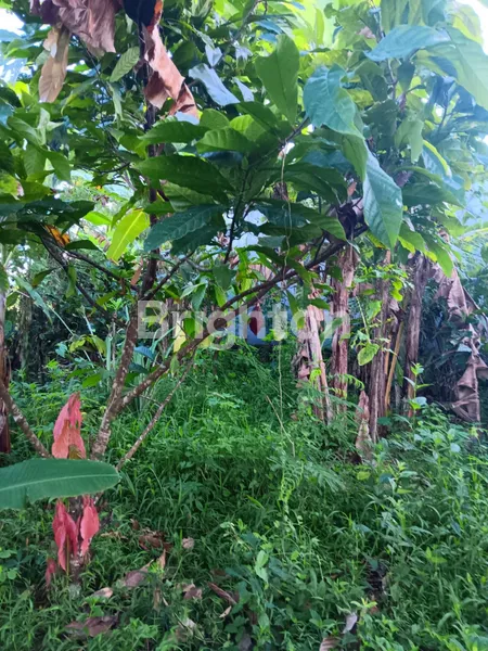 TANAH KEBUN DENGAN POTENSI PARIWISATA DAN LAHAN PERKEBUNAN. LUAS 30 ARE, SHM