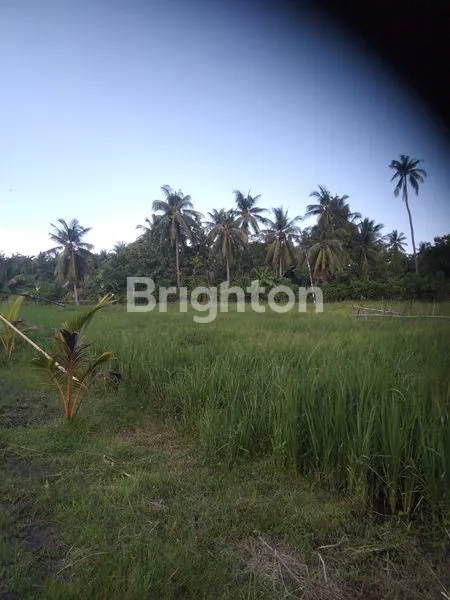 image LAHAN KOSONG MENGANDUNG MINYAK BUMI (3)
