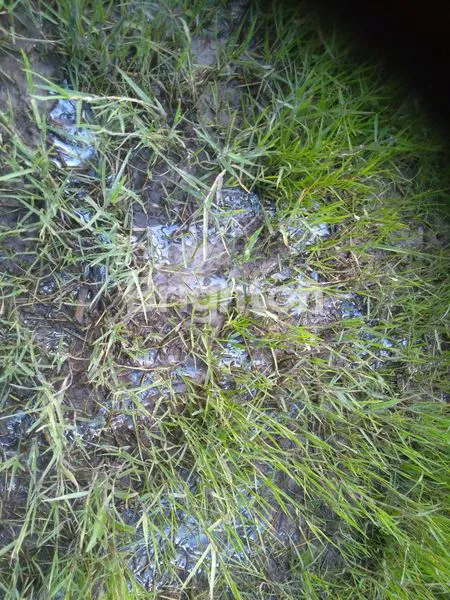 image LAHAN KOSONG MENGANDUNG MINYAK BUMI (5)