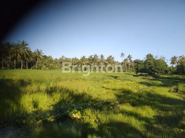 image LAHAN KOSONG MENGANDUNG MINYAK BUMI (4)