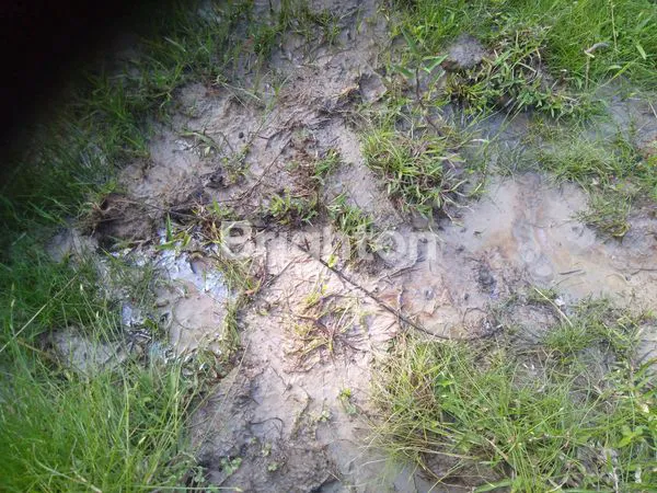 image LAHAN KOSONG MENGANDUNG MINYAK BUMI (2)