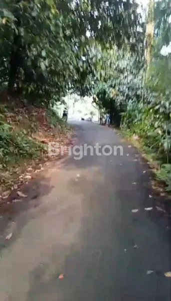 image POHON MANGGIS DAN POHON DURIAN PRODUKTIF KARACAK LEUWILIANG BOGOR (1)