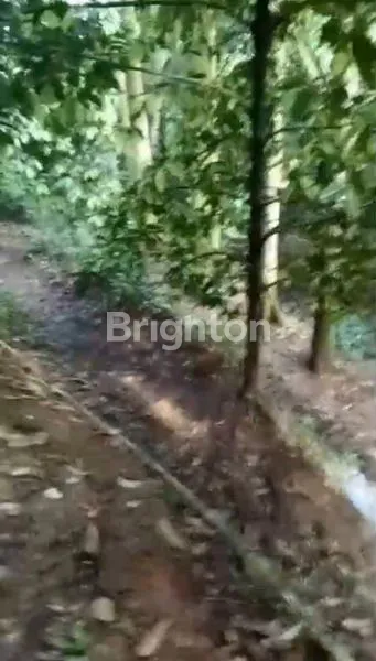 image POHON MANGGIS DAN POHON DURIAN PRODUKTIF KARACAK LEUWILIANG BOGOR (3)