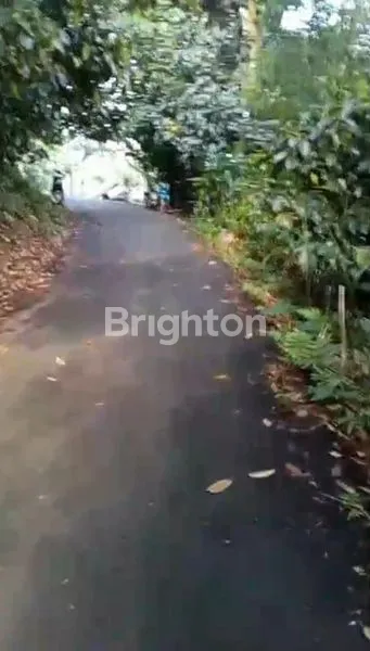 image POHON MANGGIS DAN POHON DURIAN PRODUKTIF KARACAK LEUWILIANG BOGOR (6)