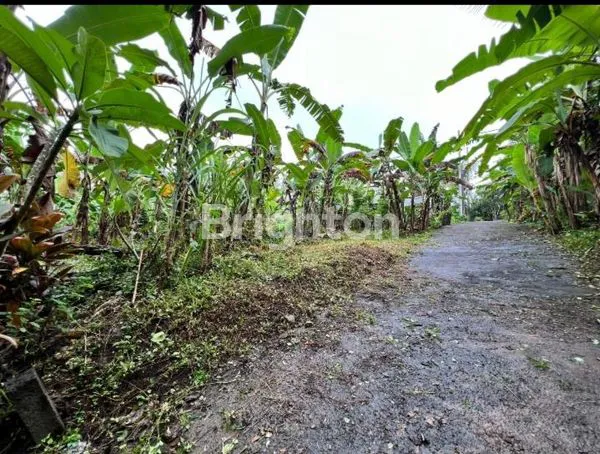 TANAH MASUK DARI JALAN RAYA -+5 METER, DEKAT DENGAN FASILITAS UMUM