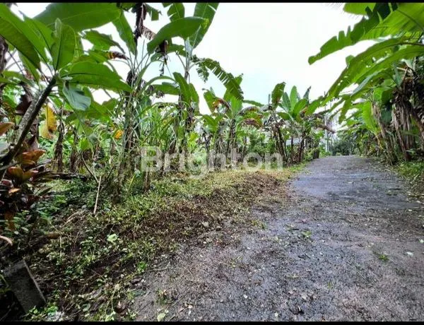 image  TANAH MASUK DARI JALAN RAYA -+5 METER, DEKAT DENGAN FASILITAS UMUM  (7)