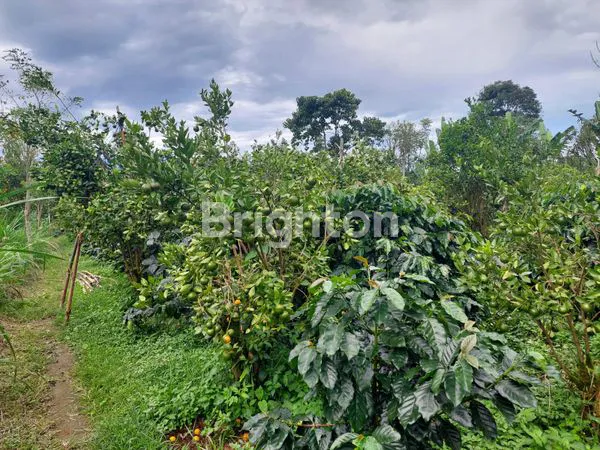 JUAL LAHAN PERTANIAN