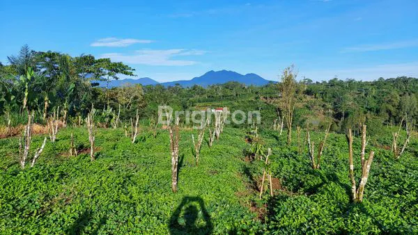image TANAH PERTANIAN (2)
