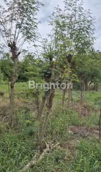 image TANAH LUAS 260 ARE – JALAN IDA BAGUS MANTRA, KLUNGKUNG  LOKASI STRATEGIS  SEBERANG RS GRAHA MEDIKA KLUNGKUNG BALI COCOK UNTUK RESORT /PERUMAHAN (6)