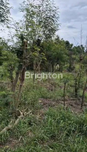 image TANAH LUAS 260 ARE – JALAN IDA BAGUS MANTRA, KLUNGKUNG  LOKASI STRATEGIS  SEBERANG RS GRAHA MEDIKA KLUNGKUNG BALI COCOK UNTUK RESORT /PERUMAHAN (5)