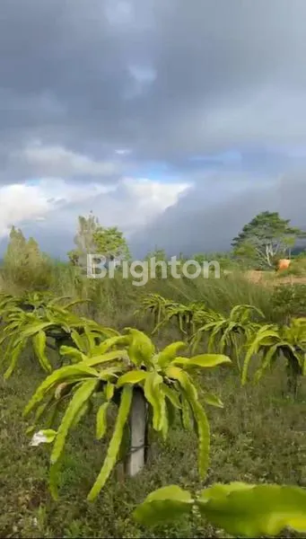 image TANAH DAERAH BUKIT PAYANG KINTAMANI BALI (3)