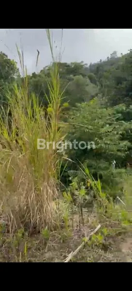 image TANAH DAERAH BUKIT PAYANG KINTAMANI BALI (4)