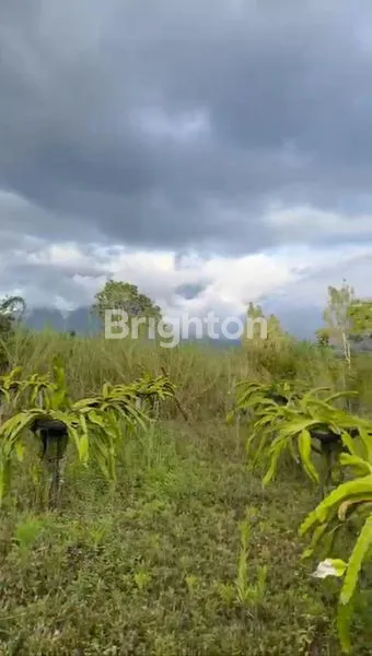 image TANAH DAERAH BUKIT PAYANG KINTAMANI BALI (1)