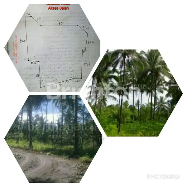 TANAH DI MINAHASA UTARA, KEBUN KELAPA PRODUKTIF