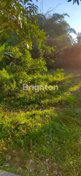 DIJUAL TANAH PERKEBUNAN 1.26 HA. MURAH