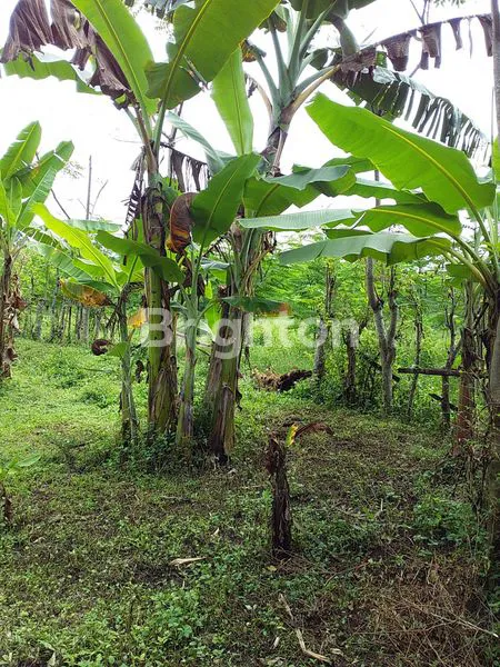 Gambar Property TANAH LADANG SUBUR DEKAT TAMAN DAYU, PANDAAN